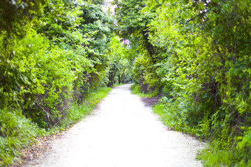 Walkway lane path with green trees in summer forest.