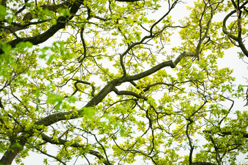 Tree Branches in British Woodland