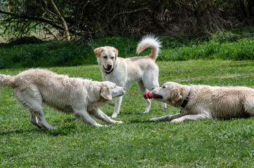 Obraz na płótnie Canvas 3 Golden Retriever spielen mit dem Hundespielzeug in der Hundezone am Altmühlsee Gunzenhausen