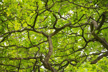 Tree Branches in British Woodland