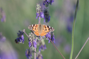 butterfly on flower