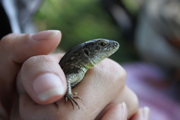 lizard on hand