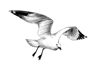 Hand drawn sketch of seagull in black color. Isolated on white background. Drawing for posters, decoration and print. Vector illustration