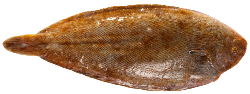 Closeup of raw  sole fish on white background, no people