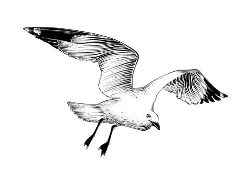 Hand drawn sketch of seagull in black color. Isolated on white background. Drawing for posters, decoration and print. Vector illustration