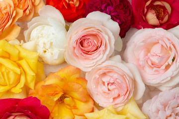 Floral pattern of colorful flowers of roses and green leaves on a white wooden background. Yellow, red, white, pink roses. Flat lay, top view.