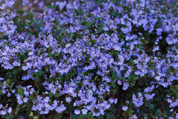 Lots of blue flowers of Veronica armena