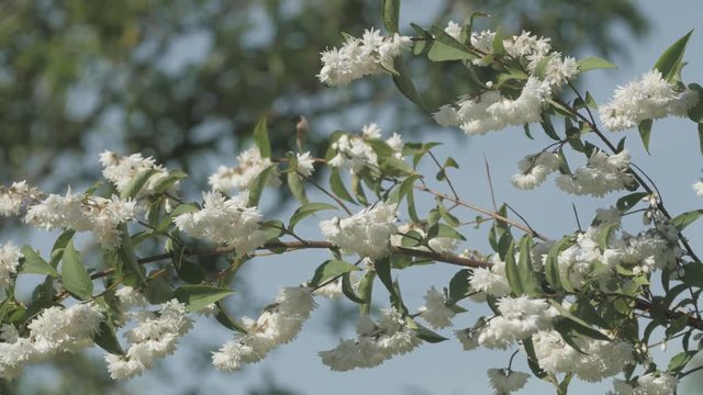 Fleurs blanches d'une plante dans un jardin par l&eacute;ger vent