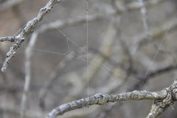 Spinnennetz