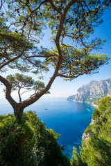 Fototapeta na wymiar Bright scenic view through Mediterranean pine trees of the the iconic cliffs of the island of Capri, near Naples, Italy
