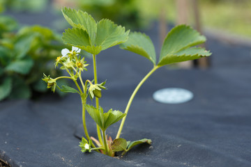 A small bush flowering strawberries on non-woven material