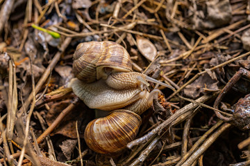 Helix pomatia, Roman - Burgundy snail, escargot, is a species of large, edible, air-breathing land snail, a gastropod terrestrial mollusc in the family Helicidae. Amorous courtship hermaphrodites.