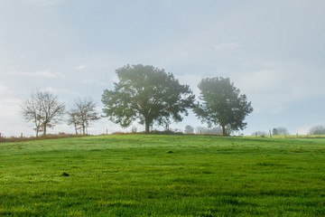 Landscape of a green field with a tree in the background. Visible clouds.