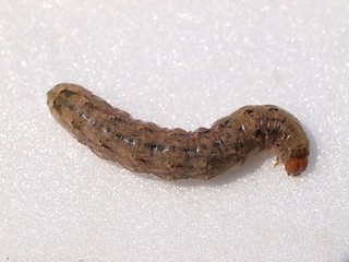 ヨトウムシの幼虫の白バック