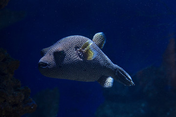 Guineafowl pufferfish, golden puffer  (Arothron meleagris).