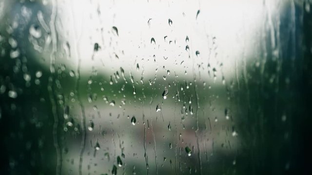 Rainy day. Strong wind and rain. Trees and plants. Nature landscape. Slow motion footage.