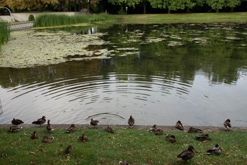 patos esperando en el canal