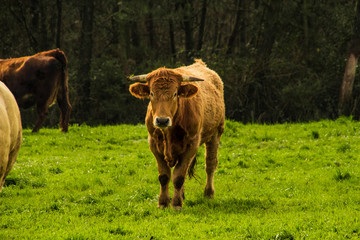 Cow with hair grazing in a green field in winter