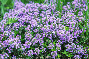 Thymus with flowers