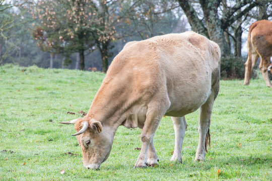 White cow - beige grazing in a Galician field outdoors.
