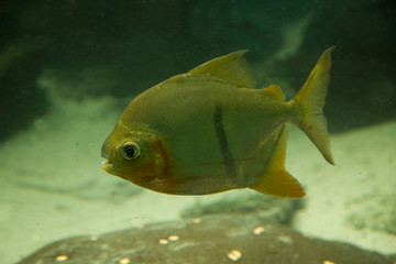 Disk tetra, Disk pacu, Black-ear pacu, Black-band myleus, Black-barred myleus (Myloplus schomburgkii).