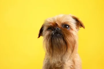 Foto op Aluminium Studio portrait of funny Brussels Griffon dog on color background © New Africa