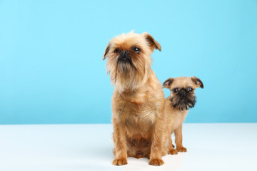 Studio portrait of funny Brussels Griffon dogs looking into camera on color background. Space for text