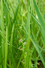 Laîche massue des marais, plante aquatique
