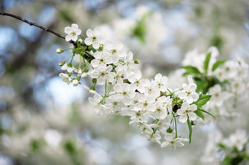 Cherry flowers frame