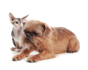 Adorable dog and cat together on white background. Friends forever