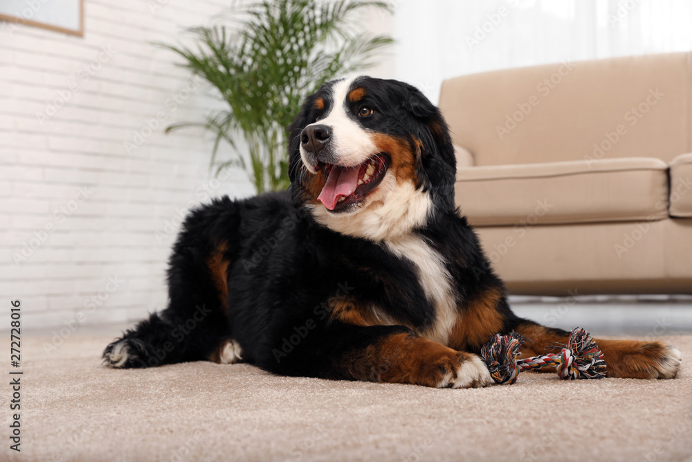 Wall mural bernese mountain dog with toy on carpet in living room