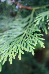 Close up of a Japanese Thuja standishii, a species of thuja, an evergreen coniferous tree in the cypress family Cupressaceae
