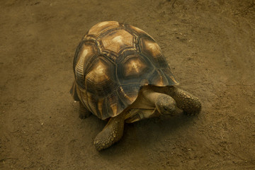 Angonoka tortoise (Astrochelys yniphora).