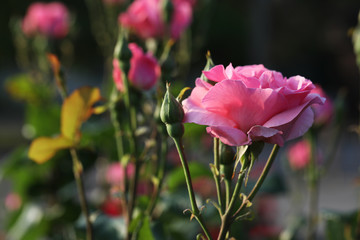 Beautiful blooming rose in garden on sunny day, space for text