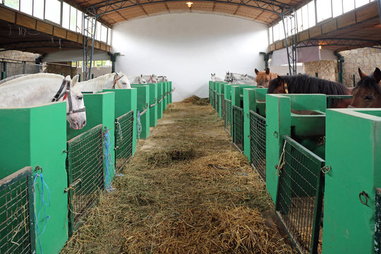 Stable