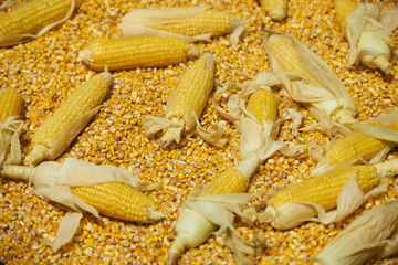 Corn grains and whole corns food background, farming and agriculture