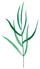 Branch with green leaves, herb estragon, hand drawn watercolor illustration isolated on white