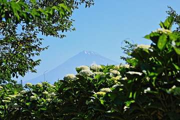 Mt.Fuji and Hydrangea