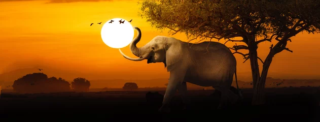 Zelfklevend Fotobehang Afrikaanse olifant zonsondergang scène webbanner © adogslifephoto