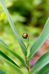 Fresh Spring Budding Plant