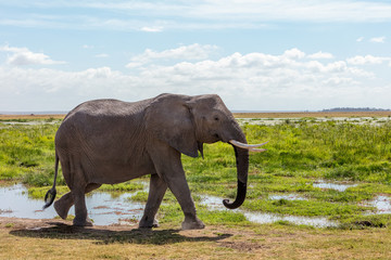 Fototapeta na wymiar African Elephant Walking in Amboseli Kenya