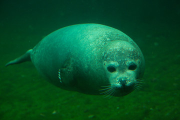 Harbor seal (Phoca vitulina). © Elena