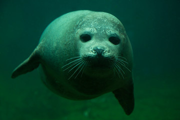 Fototapeta premium Harbor seal (Phoca vitulina) in zoo.