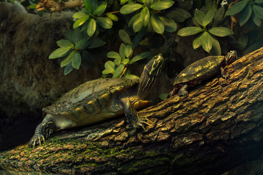 Florida red-bellied cooter, Florida redbelly turtle (Pseudemys nelsoni) and   River cooter (Pseudemys concinna).