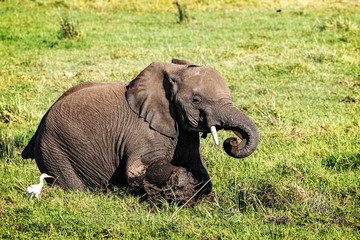 Naklejka na ściany i meble Baby Elephant In Mud in Amboseli