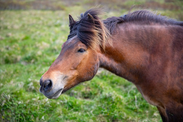 Obraz premium Koń islandzki