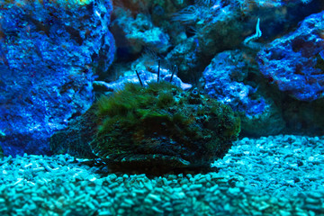 Reef stonefish (Synanceia verrucosa) in aquarium.
