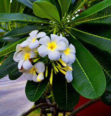 Beautiful flowers in Thailand 22