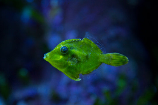 Bristle-tail filefish (Acreichthys tomentosus) in aquarium.