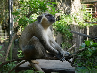 Un singe pensant